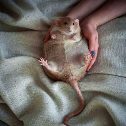 мазнини