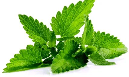 menta