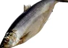 hering