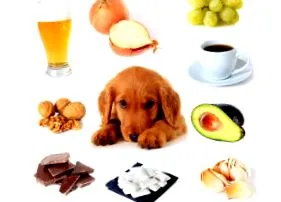 alimentele