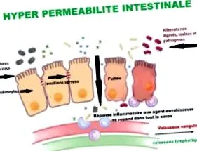 intestin porozitate