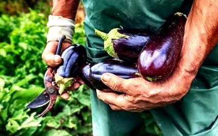 greșită