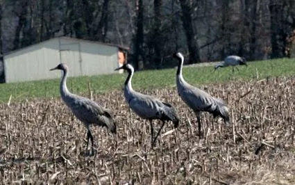 grus