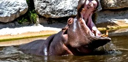 Hippopotamus amphibius