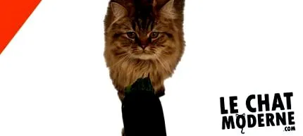 courgette