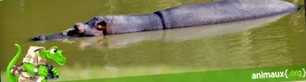 amphibius