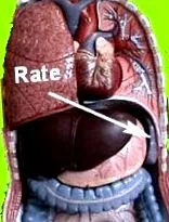 mărirea splenomegalie