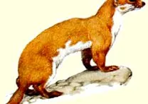 ласка