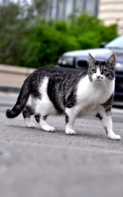macska