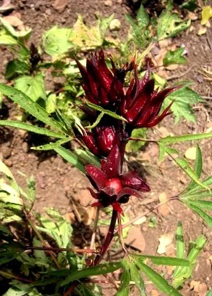 hibiscus