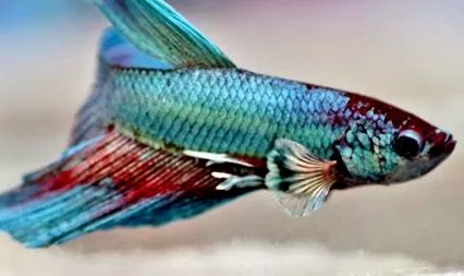killifish rezervor
