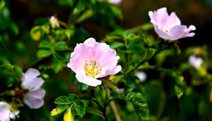 rosa