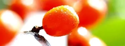 alimentar