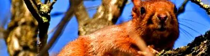 sciurus
