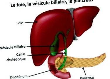 hépato-biliaire