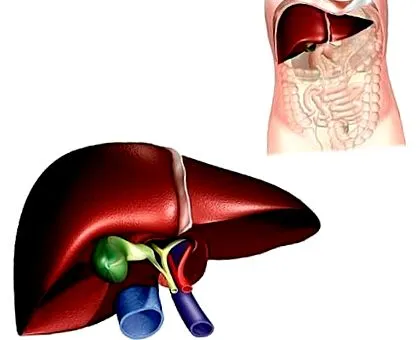 hepatică