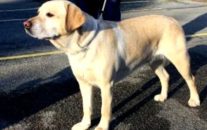 labrador