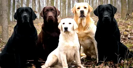 labrador