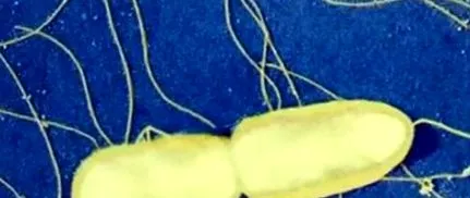 gastroenteritis