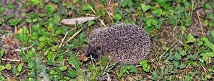 nature annak érdekében hogy