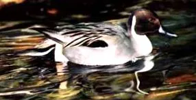 északi pintail