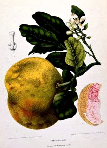 grapefruit