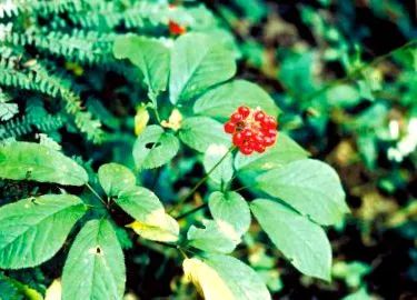 ginseng