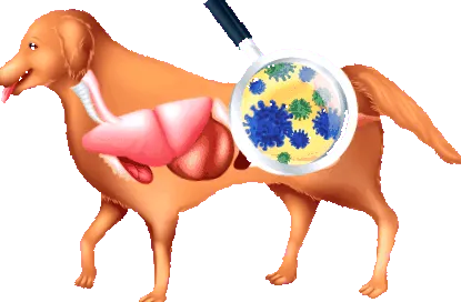 bună floră