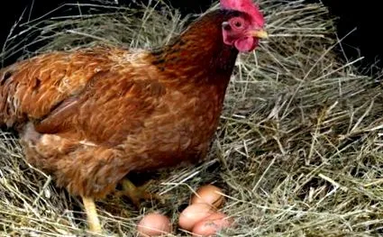 găini crescute
