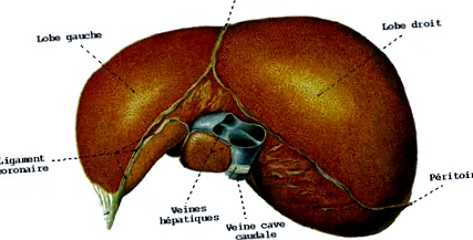 hépatites
