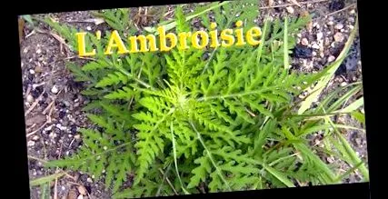 ambrosia