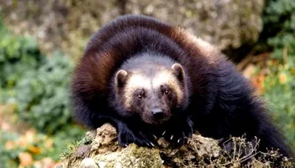 wolverine