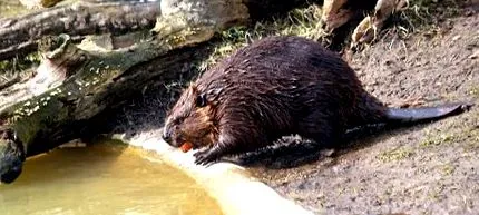 castorului