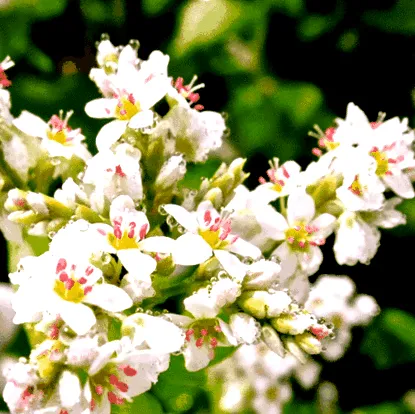 Ползите елда Info Santé Nature