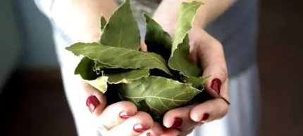 plantă