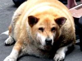 greutate