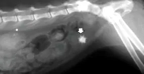 oxalat calciu