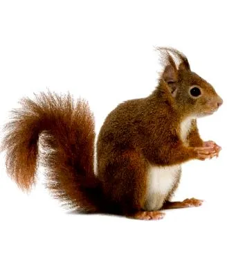 speciile hrană