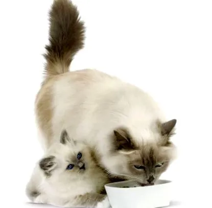 котячому