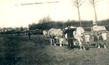 taureau