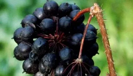 ginzeng