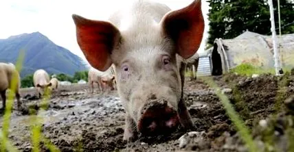 animalelor