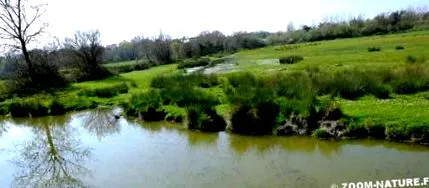 hogy nutria