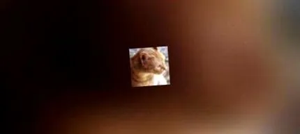betegség tífusz