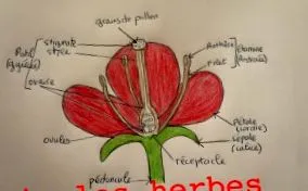 via-les-herbes