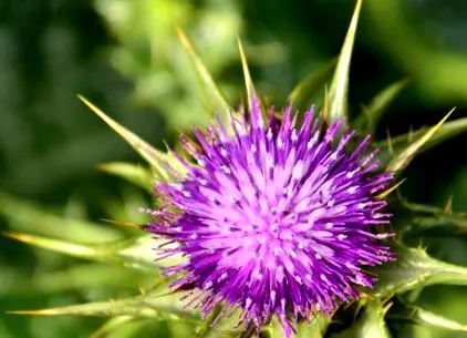 plante prietenoase