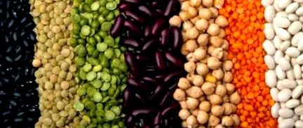 proteinele