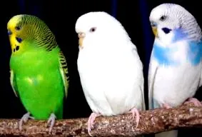 psittacidae-ben psittacidae-ben