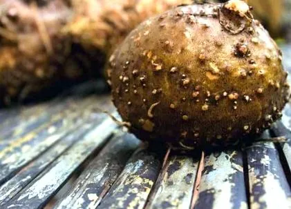 glucomannan