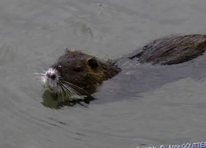 coypus myocastor